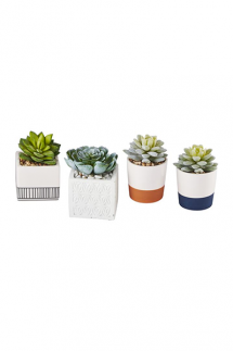 plantes