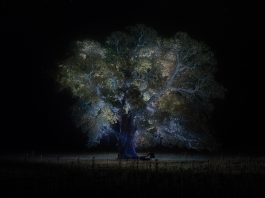 Les films à voir avant la fin du 23e Festival Fantasia