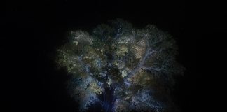 Les films à voir avant la fin du 23e Festival Fantasia